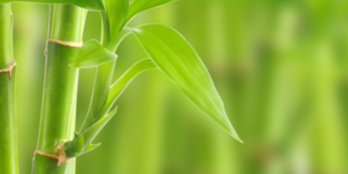 bamboo-bg bamboo