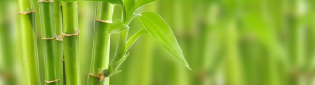 bamboo-bg bamboo